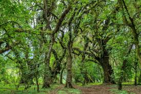 Harenna Forest landscape