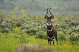 Mountain nyala in Bale Mountains