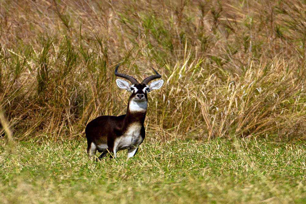 Gambela safari
